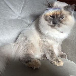 Meet your Posher, Cora